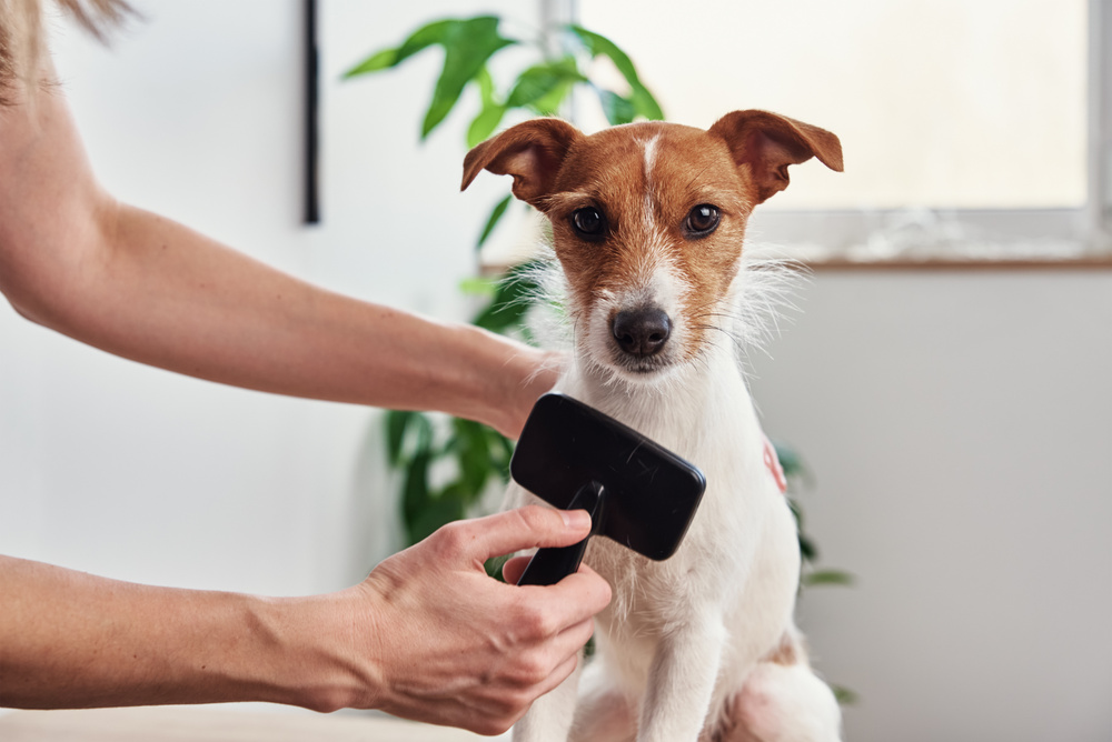 Woman Grooming a Dog