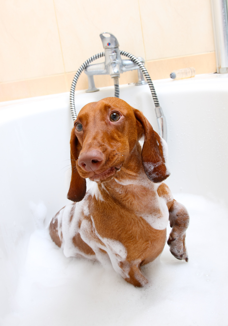 washing dog