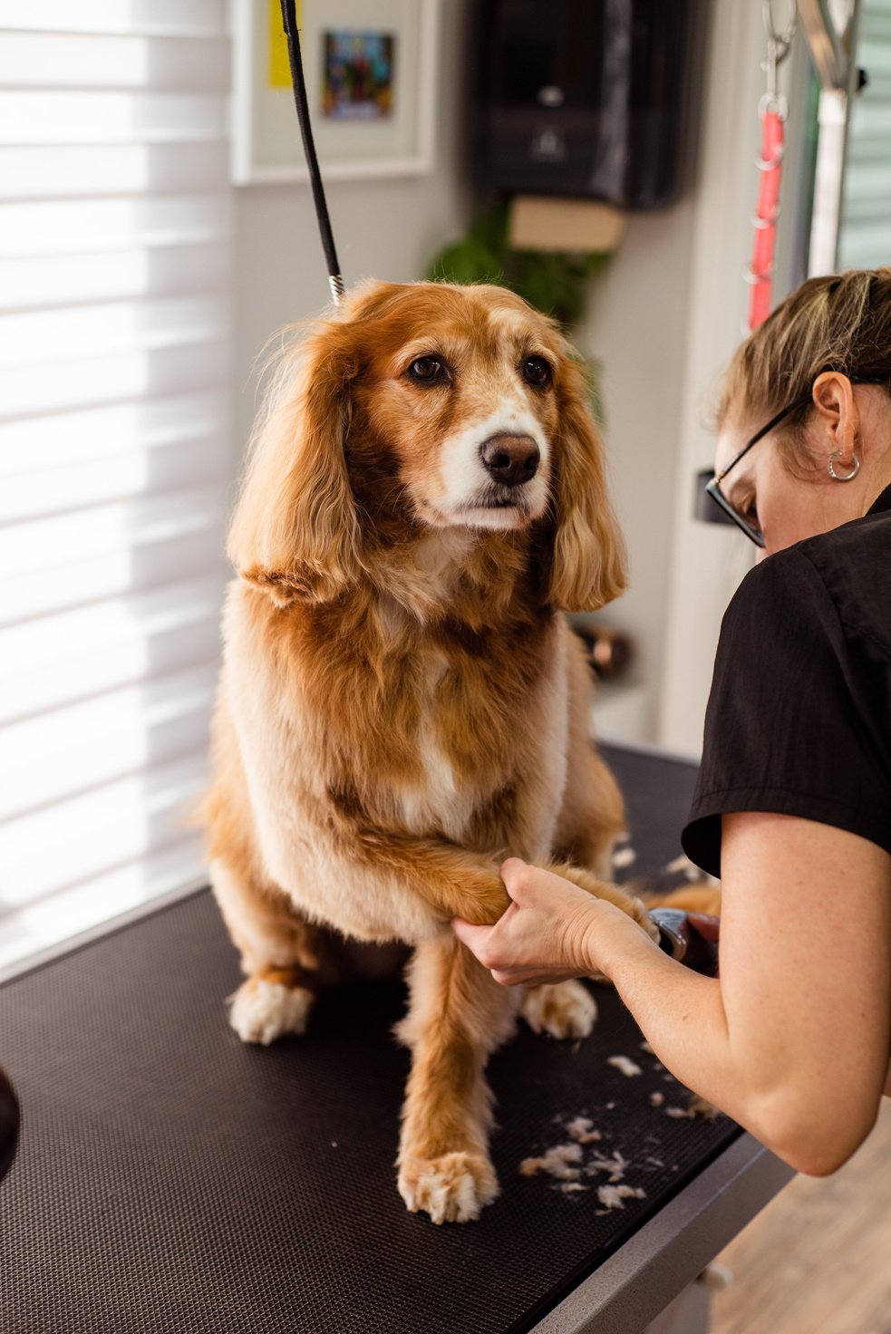 Woman Trimming Dogs Nails