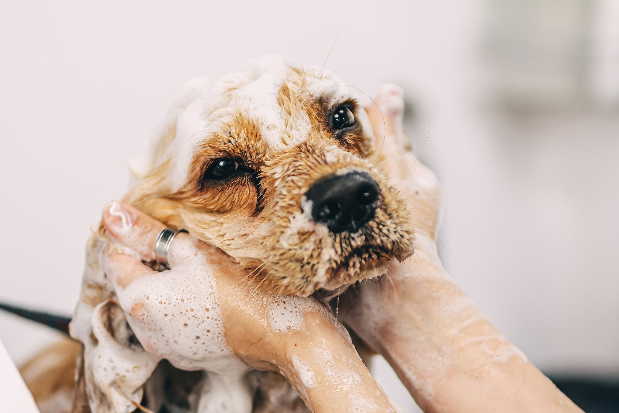 The groomer washes the dog in the bathroom.