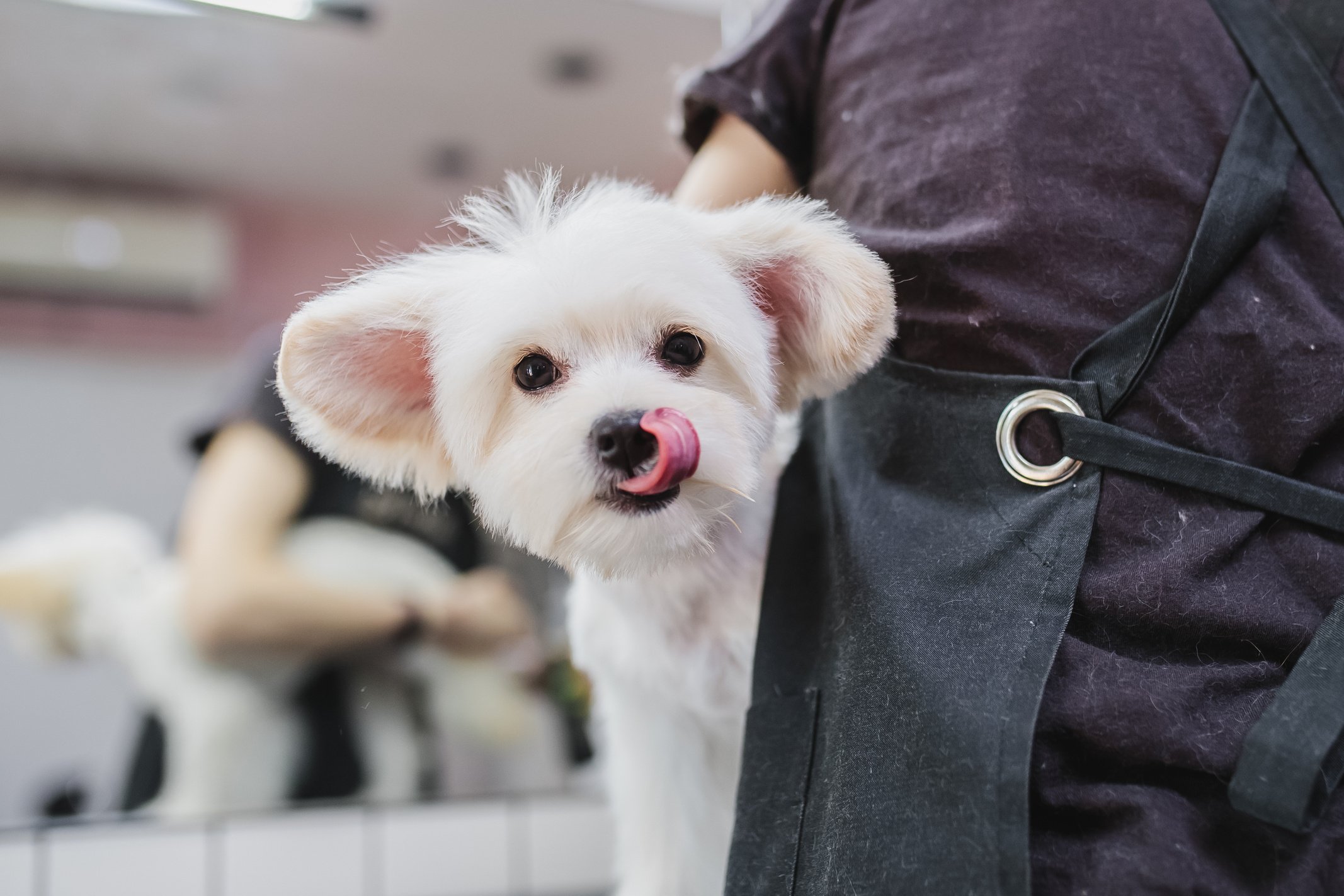 Maltese Dog Grooming